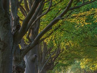 EMILIA-ROMAGNA. M5S: “BANDO REGIONALE FORESTAZIONE URBANA: I COMUNI NON PERDANO QUESTA OCCASIONE”